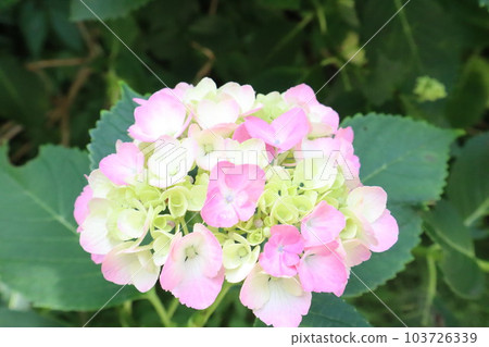 Kasakura的繡球花 103726339