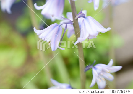 可愛的蕎麥花形狀 103726929