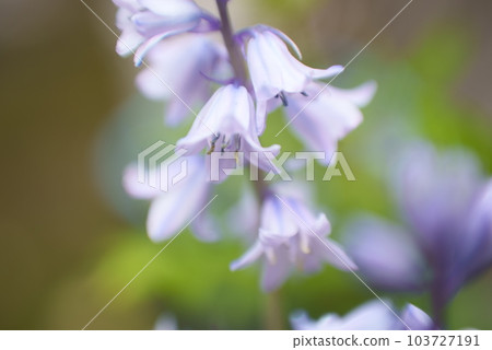 美麗的紫色紫紅色花 103727191