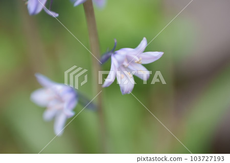 Close-up of cute flower petals of Sovana 103727193