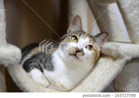 Calico cat relaxing in a hammock Calico cat relaxing in a hammock 103727598