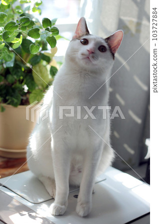 Daily concept of Japanese Bobtail cat living at home Daily concept of Japanese Bobtail cat living at home 103727884