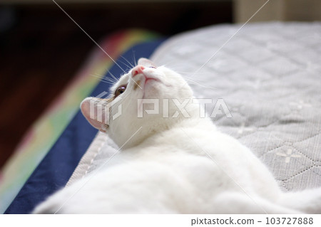 Daily concept of Japanese Bobtail cat living at home Daily concept of Japanese Bobtail cat living at home 103727888