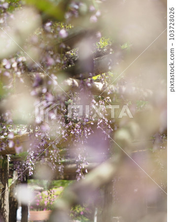 Rattan flower garden wisteria trellis Rattan flower garden wisteria trellis 103728026