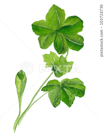 Alchemilla is a perennial creeping herbaceous plant of the Rosaceae family. Watercolor illustration. Artistic design of a medicinal plant for women's health. Ideal for blog posts and print 103728736