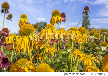 The bright yellow flowers of Echinacea purpurea 'Sombrero Yellow', in close up, in a natural outdoor setting. Cone flower. 103729857