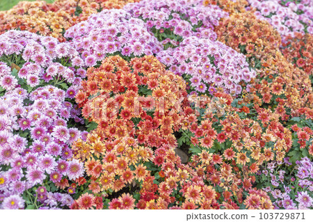 The full frame photograph of a variety of different colored chrysanthemum flowers. 103729871