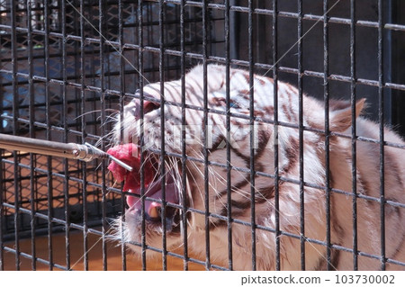 [Yamaguchi Prefecture] Akiyoshidai Natural Zoological Park Safari Land White Tiger Feeding Experience 103730002