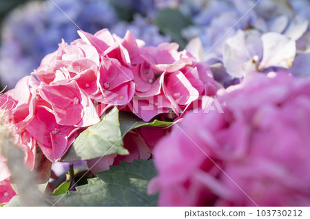 The Blooming pink Hydrangea bloom on sunny day. The Blooming pink Hydrangea bloom on sunny day. 103730212
