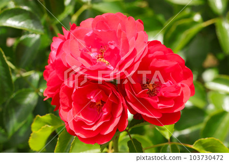 美麗的紅月季花“Rosa Flower Carpet Scarlet,戶外微距攝影” 美麗的紅月季花“Rosa Flower Carpet Scarlet,戶外微距攝影” 103730472