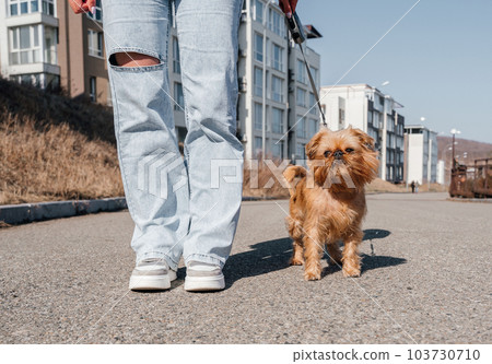 Walking a Brussels Griffon dog in the city. Dog and owner for a walk. Walking a Brussels Griffon dog in the city. Dog and owner for a walk. 103730710