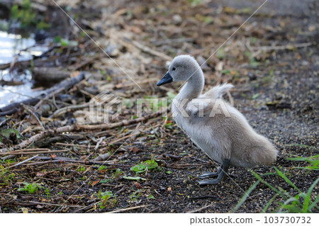 山中湖疣鼻天鵝Hina 103730732