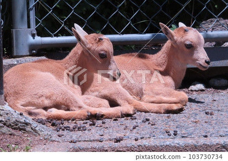 巴巴里羊寶寶 103730734