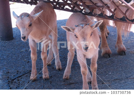 巴巴里羊寶寶 103730736