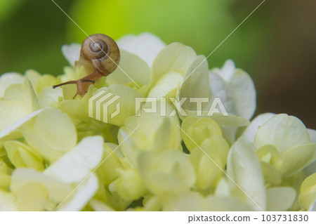 Snail and Hydrangea Snail and Hydrangea 103731830