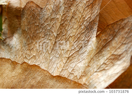 Mantle leaf texture of ``Bikakushida (bat orchid)'' epiphyte with a color and texture resembling tanned leather (macro photography) 103731876