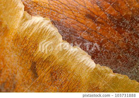 Mantle leaf texture of ``Bikakushida (bat orchid)'' epiphyte with a color and texture resembling tanned leather (macro photography) Mantle leaf texture of ``Bikakushida (bat orchid)'' epiphyte with a color and texture resembling tanned leather (macro photography) 103731888