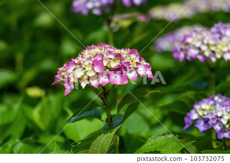 具有美麗的紅紫色漸變的繡球花,剛剛盛開 具有美麗的紅紫色漸變的繡球花,剛剛盛開 103732075