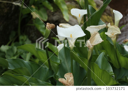 Calla lilies coloring the waterside Calla lilies coloring the waterside 103732171