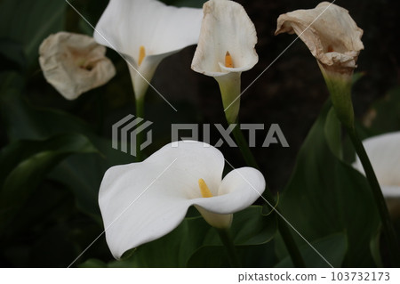 Calla lilies coloring the waterside 103732173
