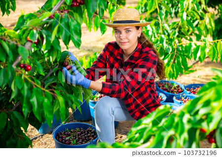 Positive woman harvesting ripe cherry in his orchard on day Positive woman harvesting ripe cherry in his orchard on day 103732196