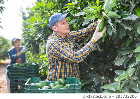 Portrait of man professional farmer during harvesting of avocado at plantation Portrait of man professional farmer during harvesting of avocado at plantation 103732206
