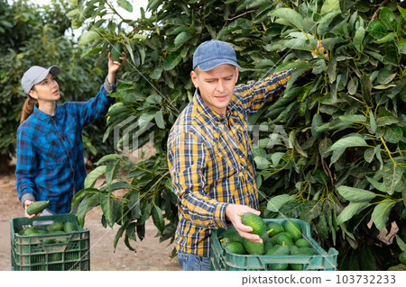 Professional young man gardener employee in plaid shirt harvesting fresh avocados during work on farm during daytime 103732233