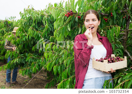 Successful female gardener with ripe cherry in orchard on day Successful female gardener with ripe cherry in orchard on day 103732354
