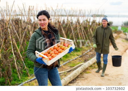 Asian woman farmer with box full of tomatoes in garden 103732602