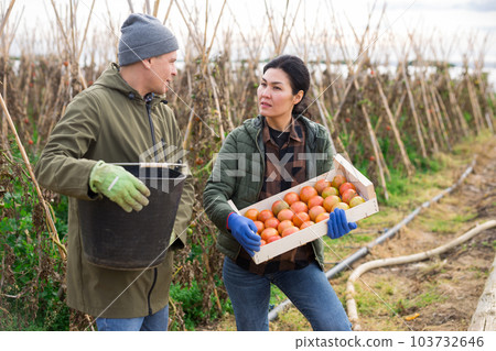 Man and woman in vegetable garden 103732646