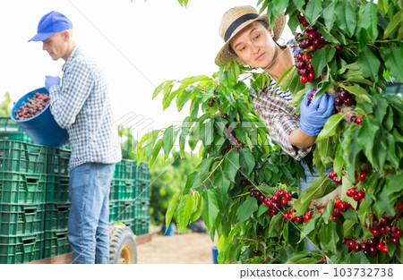Farmers picking sweet cherries in fruit garden 103732738