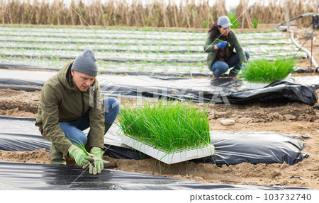 Farmer planting bulbs in farm field Farmer planting bulbs in farm field 103732740