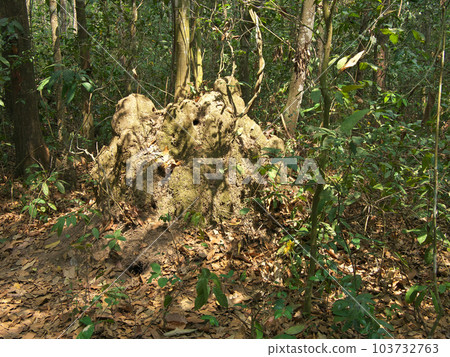 越共基地隧道中的越南古芝隧道氣孔 103732763