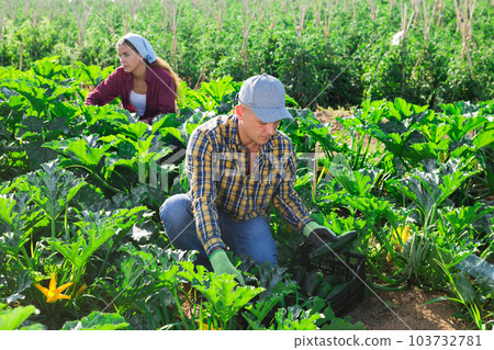 Focused farm worker gathering crop of green zucchini Focused farm worker gathering crop of green zucchini 103732781