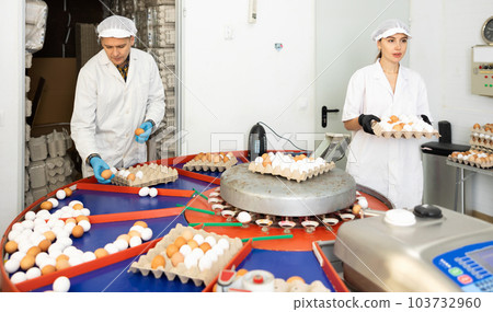 Poultry farm employees sorting chicken eggs on grading conveyor 103732960