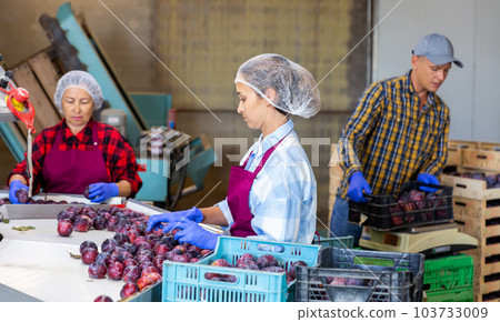 Three workers sorting and packing plums in warehouse 103733009