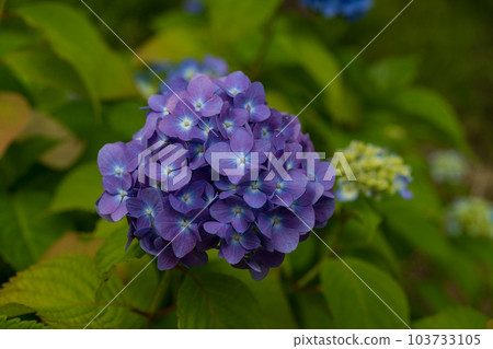 暗紫色繡球花 103733105