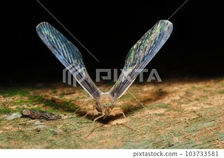 maegurohanenagaunka maegurohanenagaunka 103733581