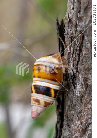 Liguus Tree Snail - Liguus fasciatus - on Gumbo Limbo Tree - Bursera simaruba. 103733671