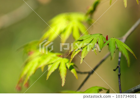 Young leaves of maple trees in the forest, image macro close-up photography with a fantastic atmosphere. 103734001