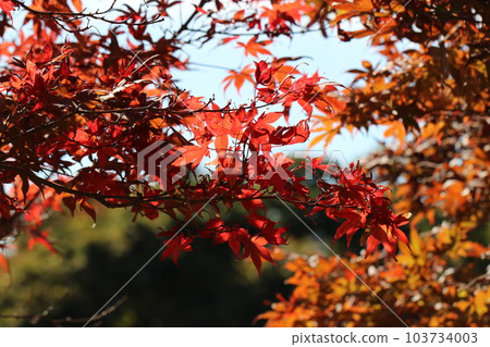 View of maple tree branches with colorful autumn leaves against the background of blue sky and green hills View of maple tree branches with colorful autumn leaves against the background of blue sky and green hills 103734003