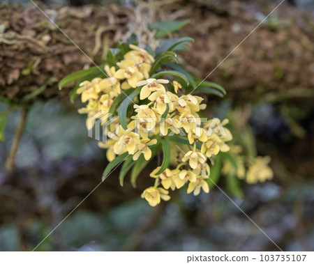 附生植物kayaran 附生植物kayaran 103735107