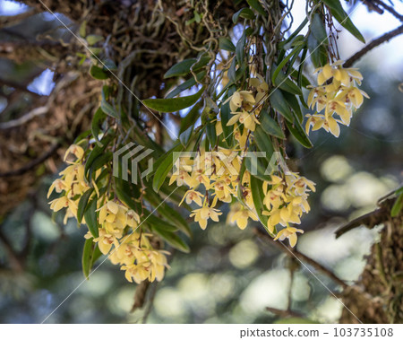 Epiphyte kayaran 103735108