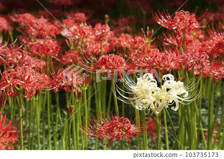 白色蜘蛛百合/群孤挺花被紅色包圍 103735173