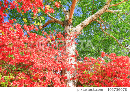 Betula and Rhododendron japonicum 103736078