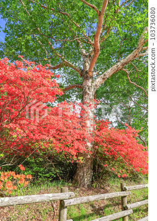 樺木和日本杜鵑花（垂直） 103736080