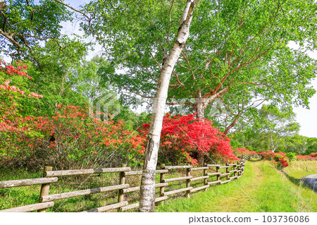 Small path of white birch and azalea Small path of white birch and azalea 103736086