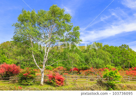 Fresh green of Akagi Plateau Fresh green of Akagi Plateau 103736095