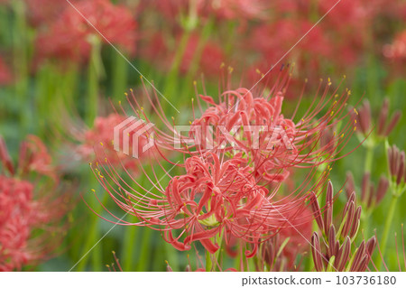 Spider Lily / cluster amaryllis Spider Lily / cluster amaryllis 103736180