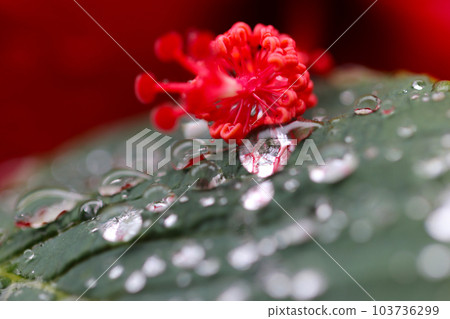 A beautiful macro close-up photograph of the contrast between the red hibiscus flower and the stamens and pistils after the rain A beautiful macro close-up photograph of the contrast between the red hibiscus flower and the stamens and pistils after the rain 103736299